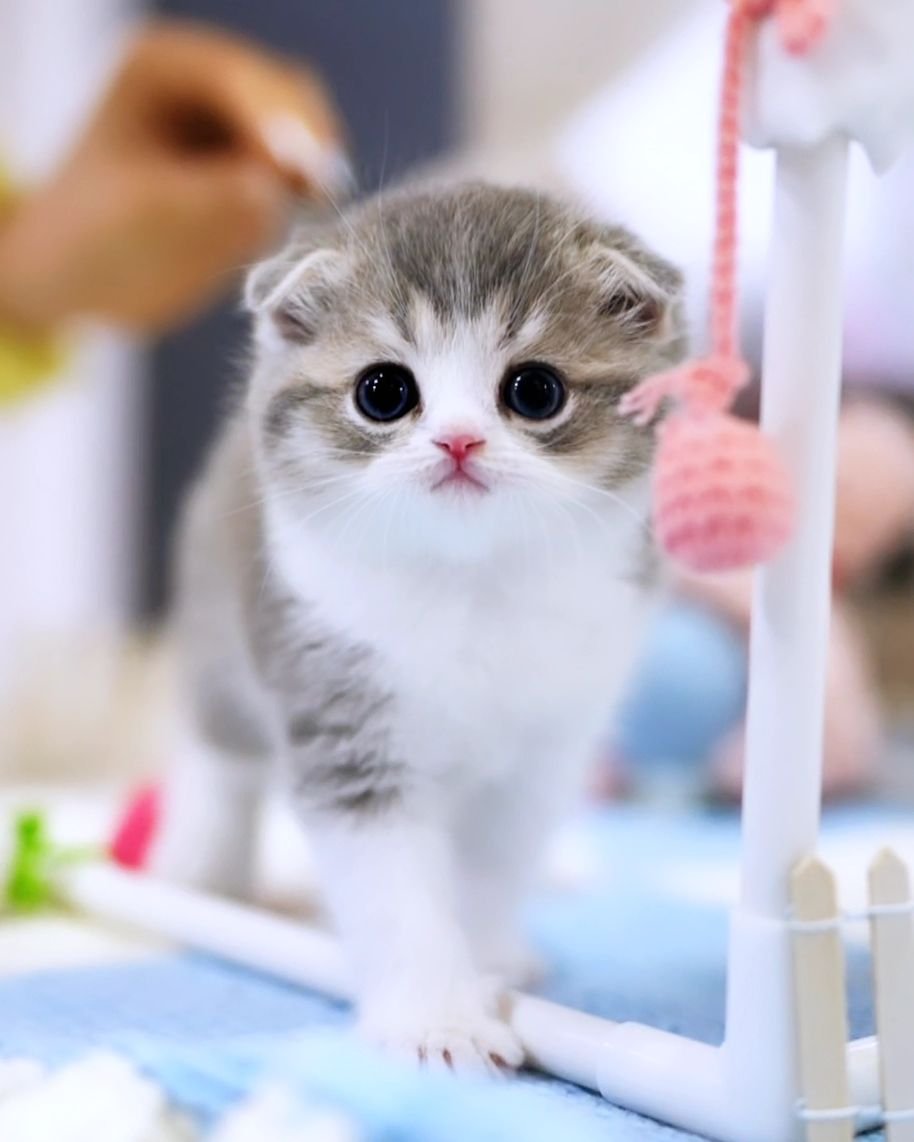 Scottish Fold Kittens