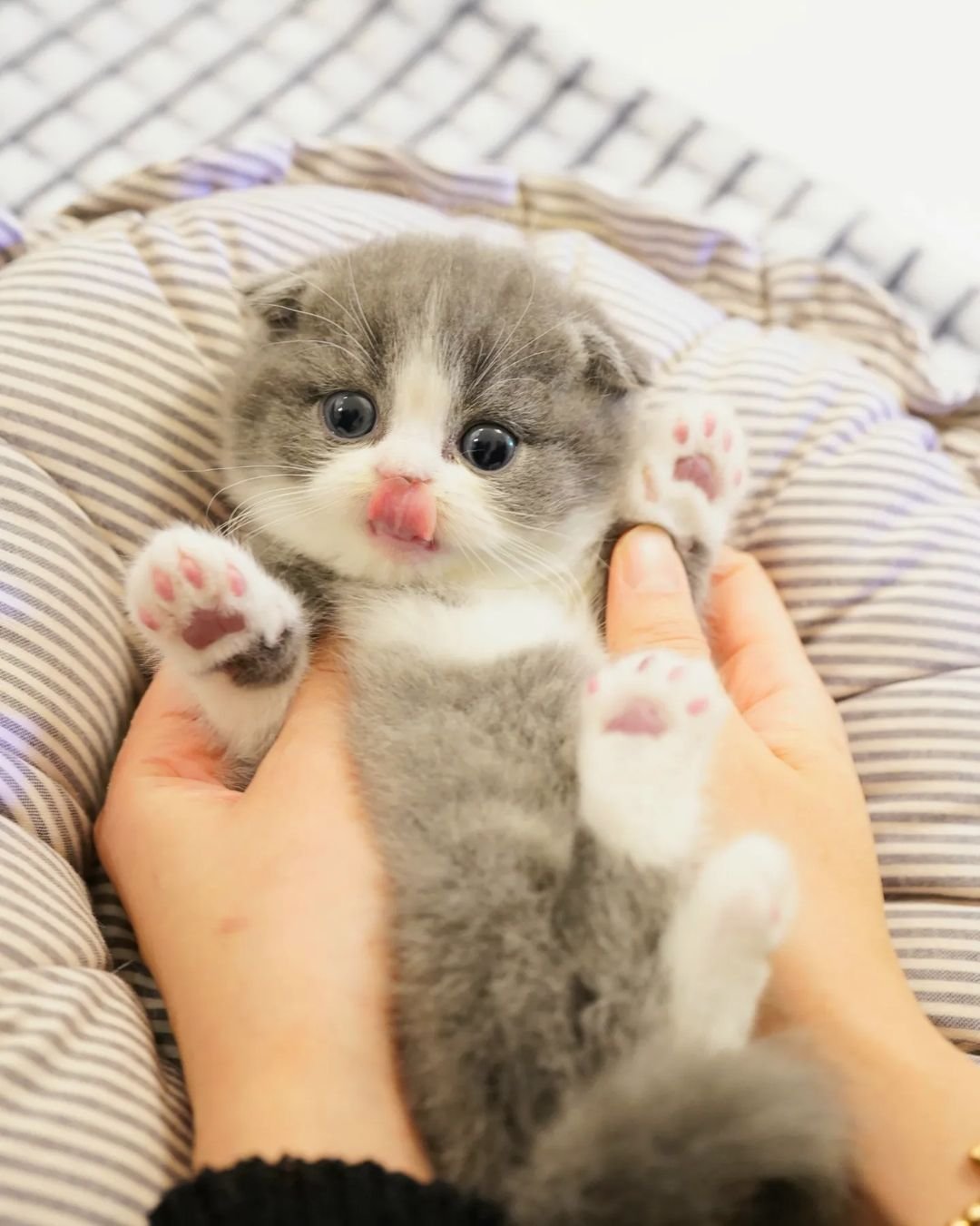 Scottish Fold Kittens for sale ..